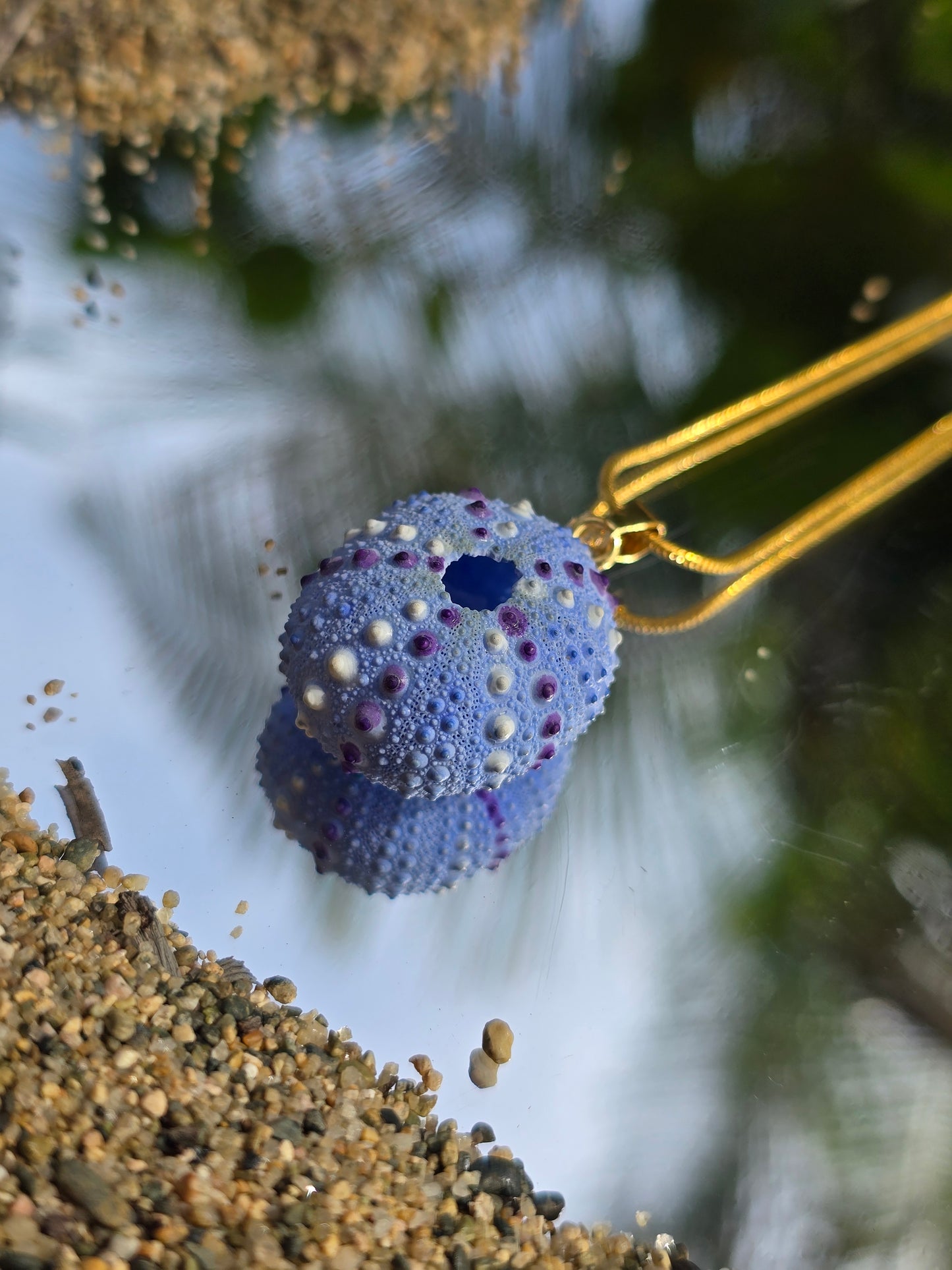 Collar Sea Urchin