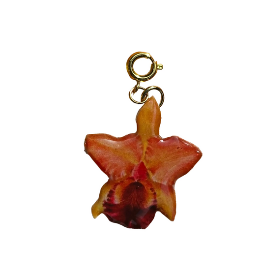 𝑪𝒉𝒂𝒓𝒎 𝑶𝒓𝒒𝒖𝒊𝒅𝒆𝒂 𝑪𝒂𝒕𝒕𝒍𝒆𝒚𝒂