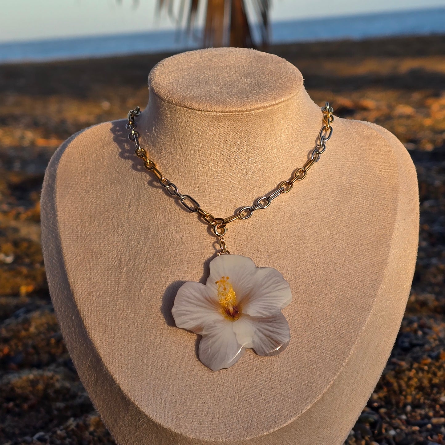 𝑪𝒉𝒂𝒓𝒎𝒔 𝑯𝒊𝒃𝒊𝒔𝒄𝒖𝒔 𝑩𝒍𝒂𝒏𝒄𝒐