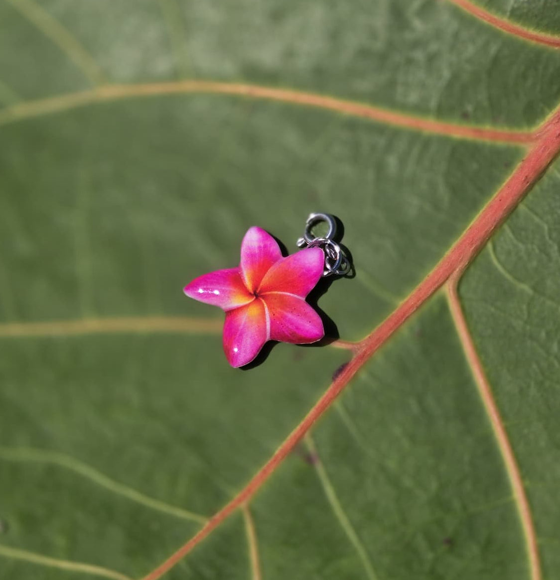 𝑪𝒉𝒂𝒓𝒎 𝑷𝒍𝒖𝒎𝒆𝒓𝒊𝒂