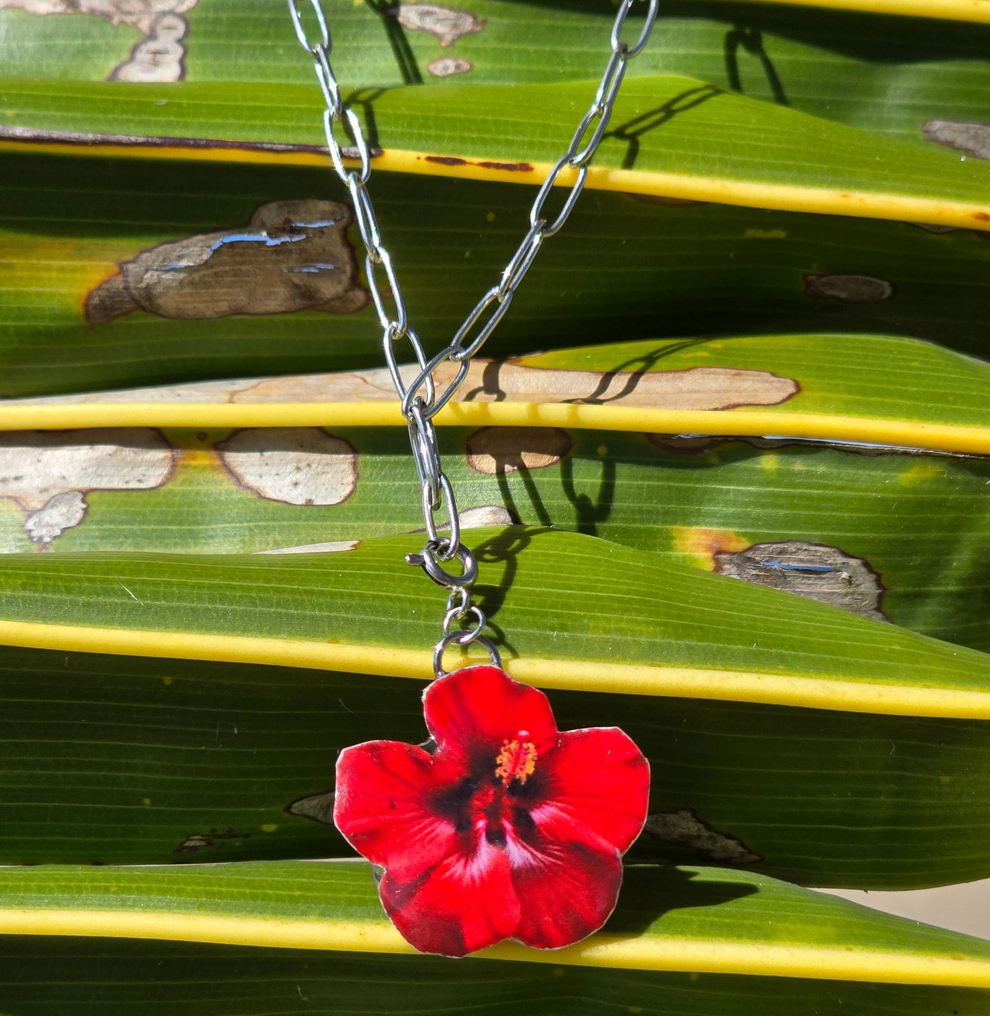 𝑪𝒉𝒂𝒓𝒎 𝑨𝒎𝒂𝒑𝒐𝒍𝒂 𝒓𝒐𝒋𝒂