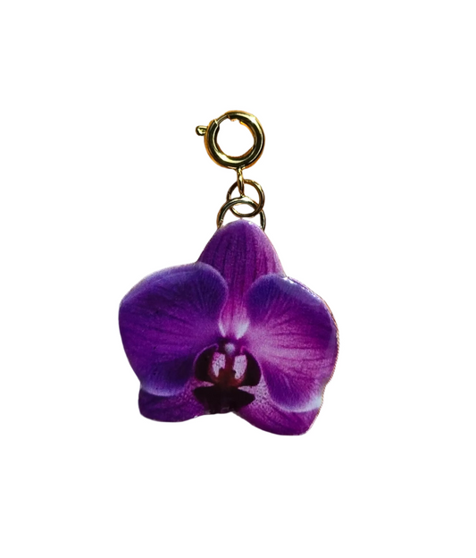 𝑪𝒉𝒂𝒓𝒎 𝑶𝒓𝒒𝒖𝒊𝒅𝒆𝒂 𝒗𝒊𝒐𝒍𝒆𝒕𝒂