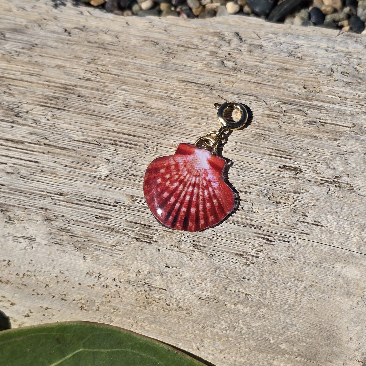 𝑪𝒉𝒂𝒓𝒎 𝑪𝒐𝒏𝒄𝒉𝒂 𝑪𝒐𝒓𝒂𝒍